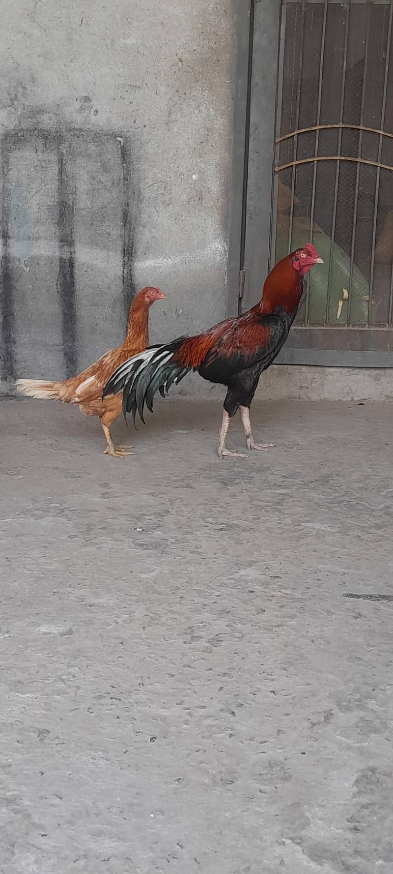 breeder 0