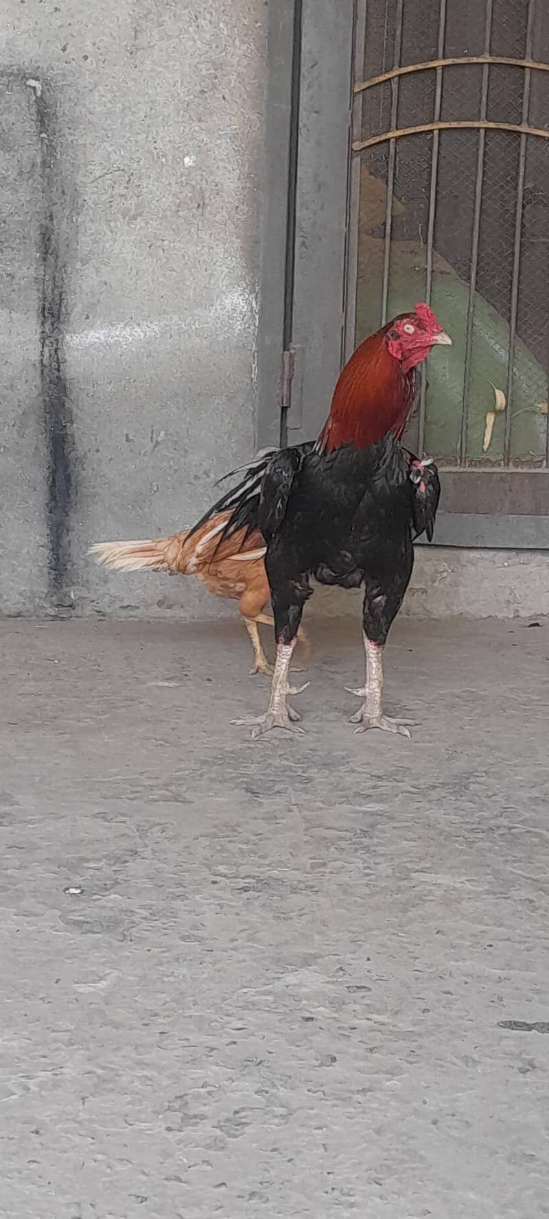 breeder 1