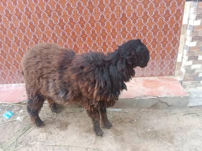 Black sheep
