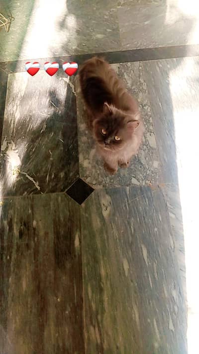 cats sale