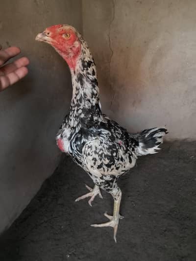 for sale