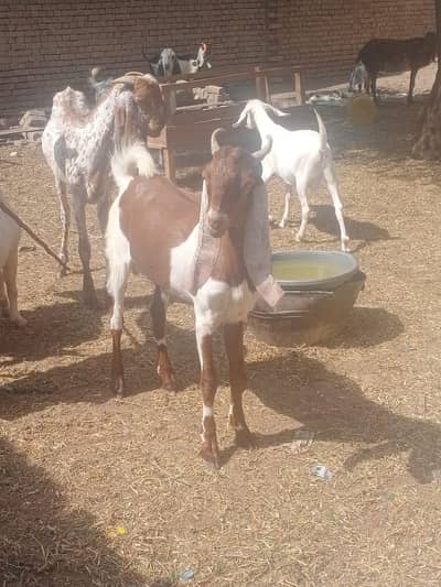 qurbani k bakry
