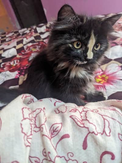Female Kitten For Sale