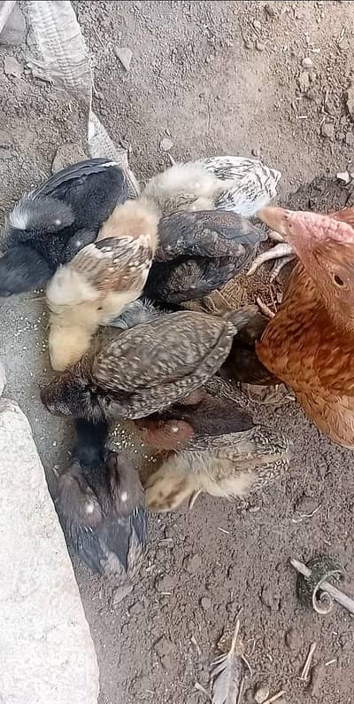 Hen with chicks urgent for sale 03701952451
