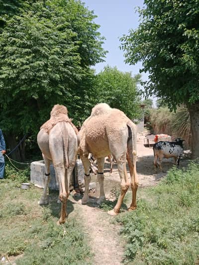 Qurbani camels /Camels /qurbanik onth