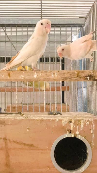 Albino red eye albino split ino
