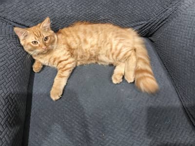 Persian kitten 3.5 month old male