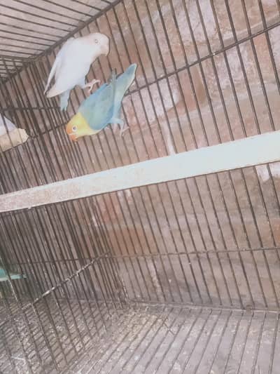 lovebirds palefellow
