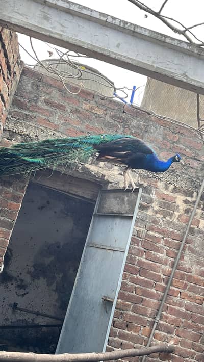 Peacock