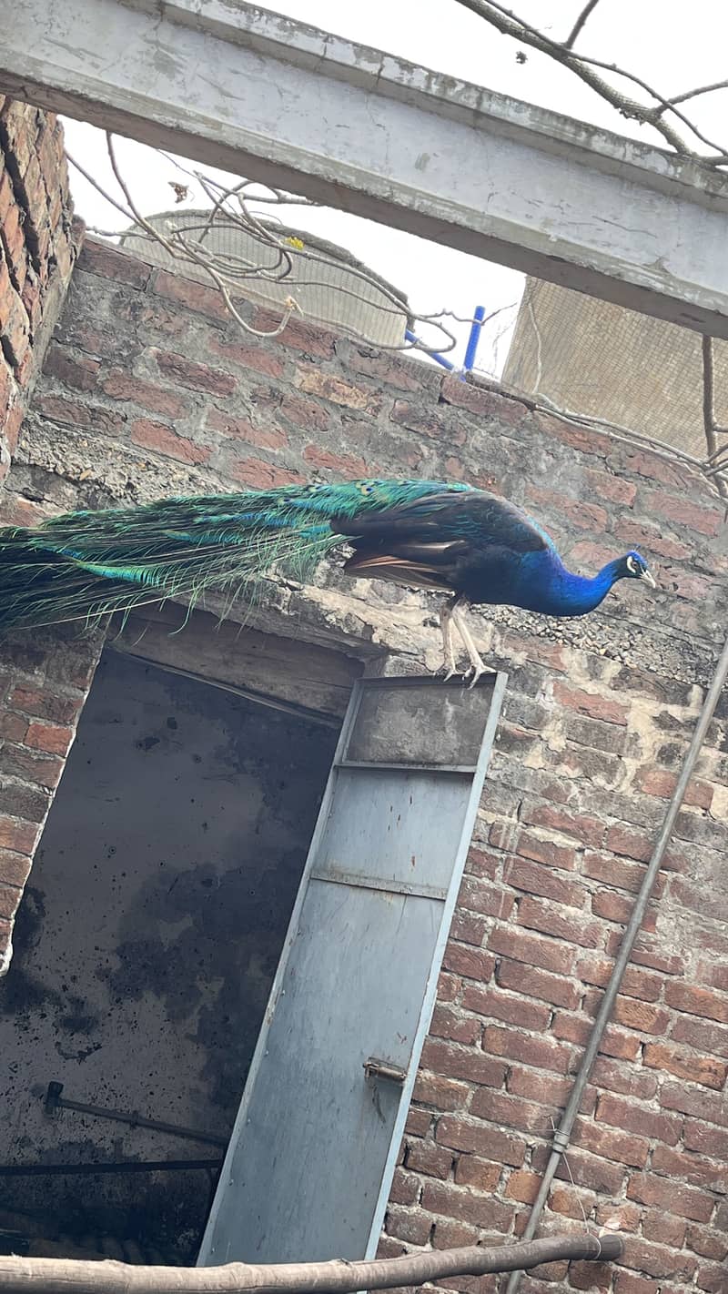 Peacock 0