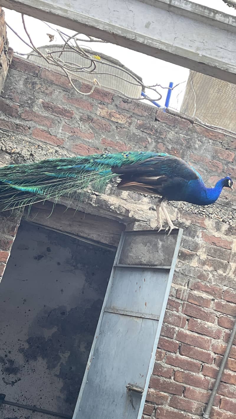 Peacock 1