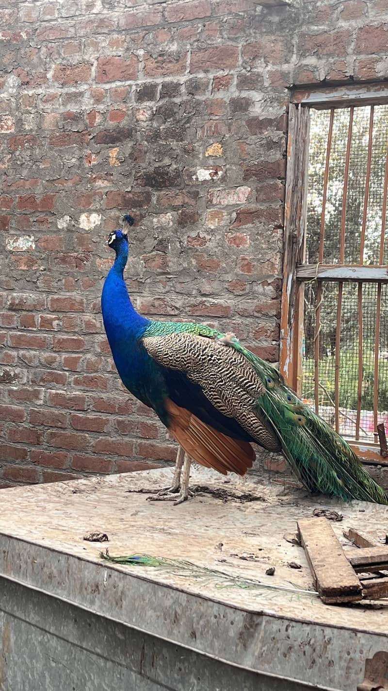 Peacock 3