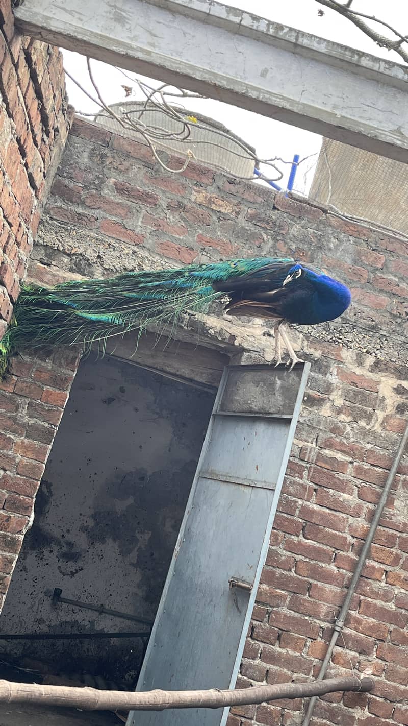 Peacock 4