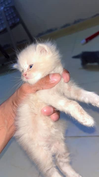 Cats baby for sale