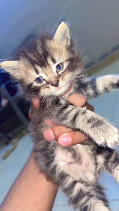 Cats baby for sale