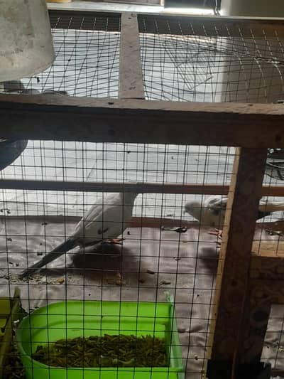 diamond bird