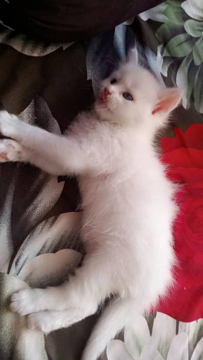 Persian