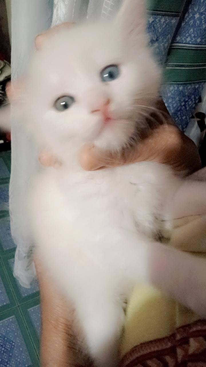 Persian 1