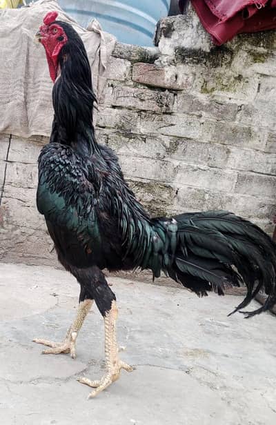 kito Japanese Shamo male