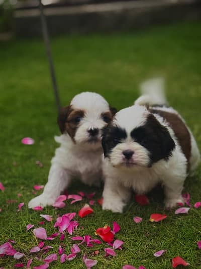 Shitzu puppies and Mother