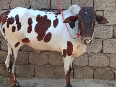 bull for sale