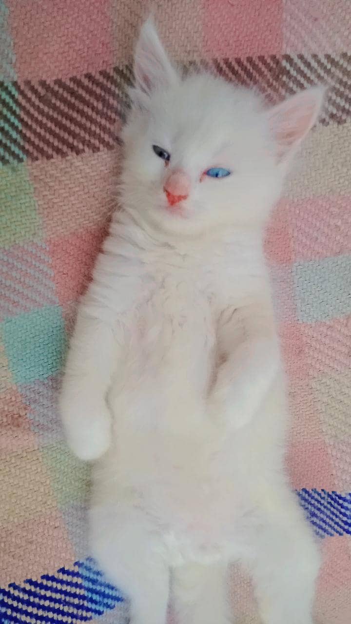 Persian 2