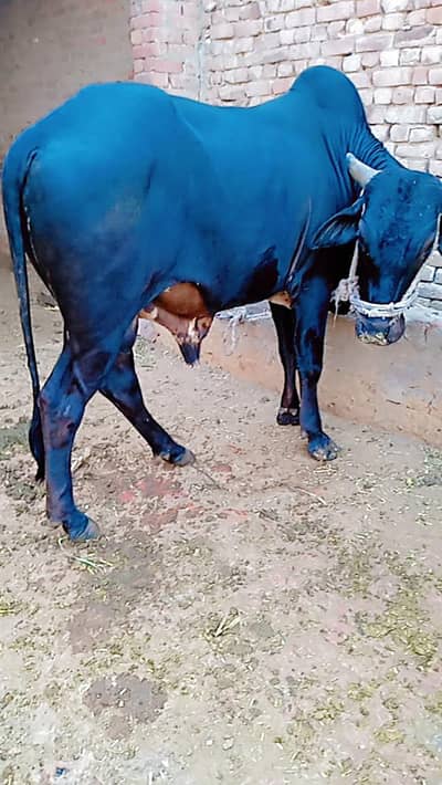 black bel/ chota for sale