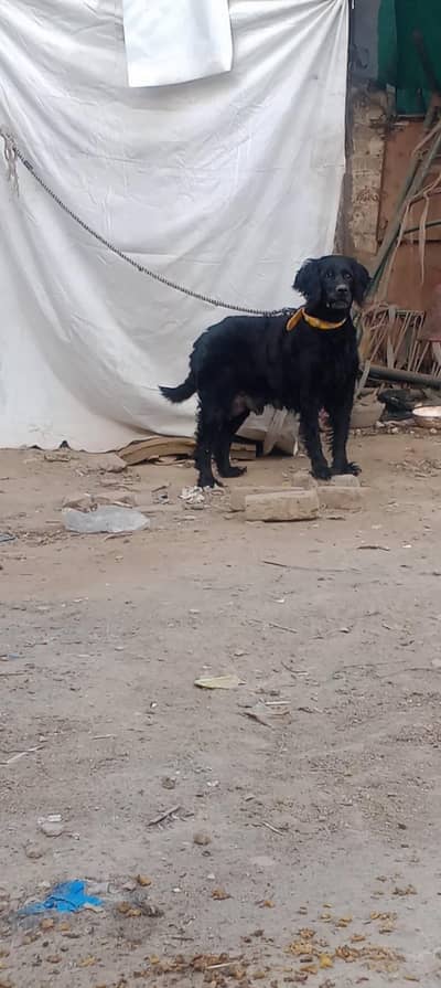panter spaniel female confirm breeder