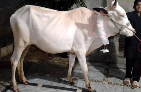 qurbani Bull /desi Bachra /donda wacha|Qurbani 2026 /pure bulls