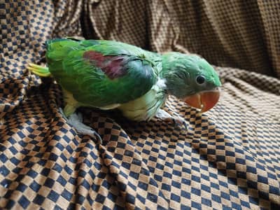 Raw Pin Feather Chick