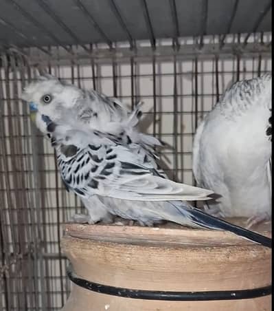 TCB hogo and Voilet King Budgie