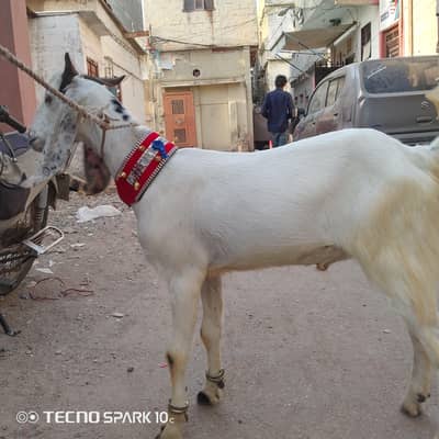 2 dant khassi bakre