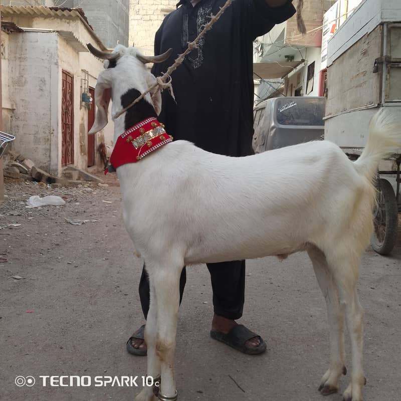 2 dant khassi bakre 1