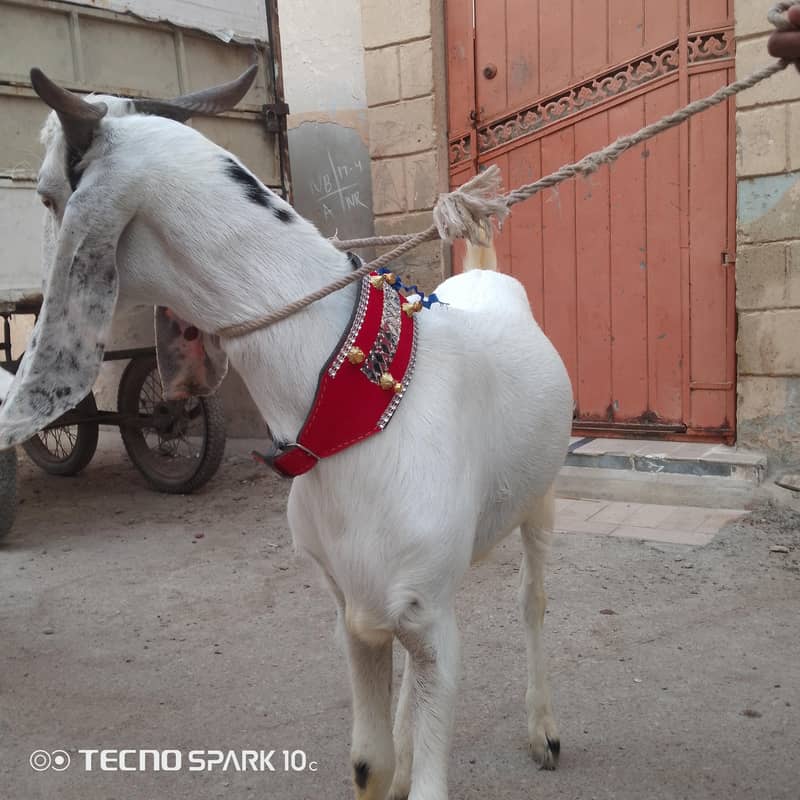 2 dant khassi bakre 2