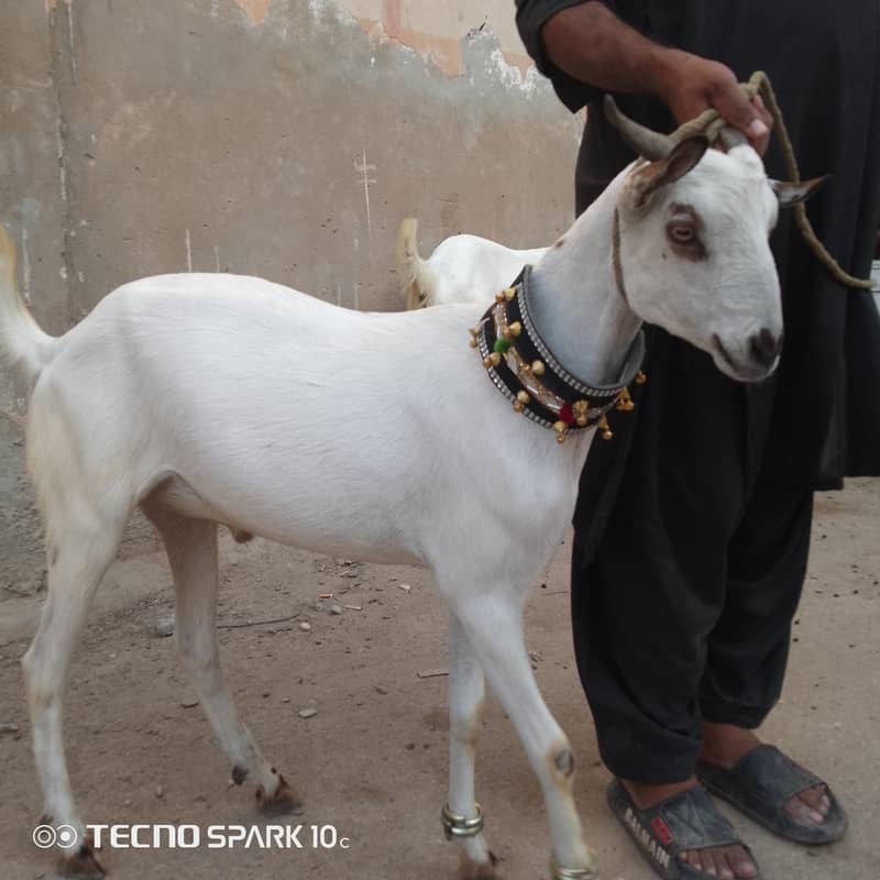 2 dant khassi bakre 6