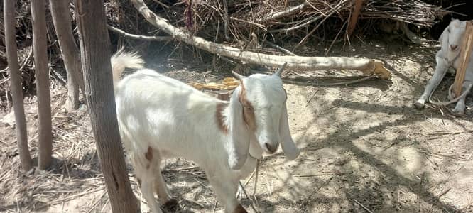 acha nasil ki bakri haai
