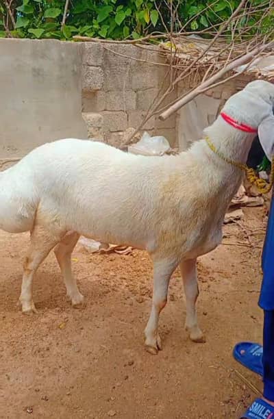 Beautiful White  sheep For Sale 