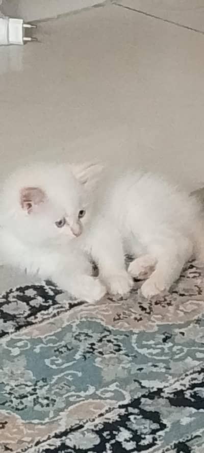 Adorable Kittens for Sale