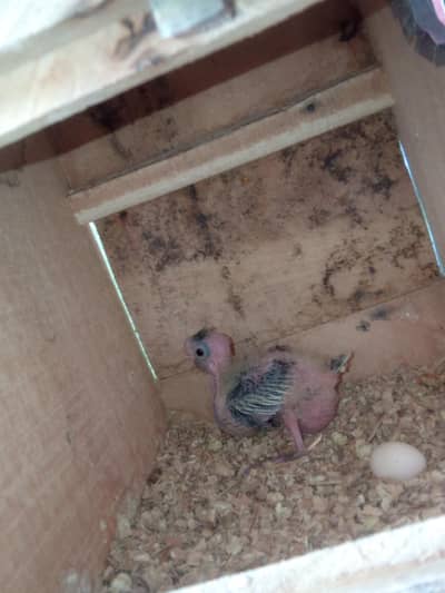 cooktail chick