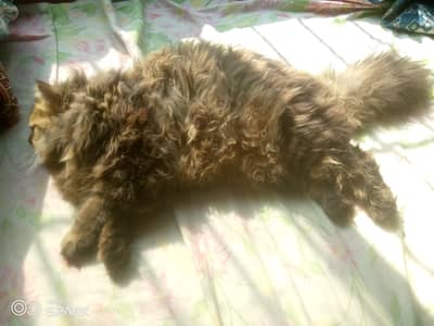 pure Siberian Breed jinkay pas cat ho wo contact krren