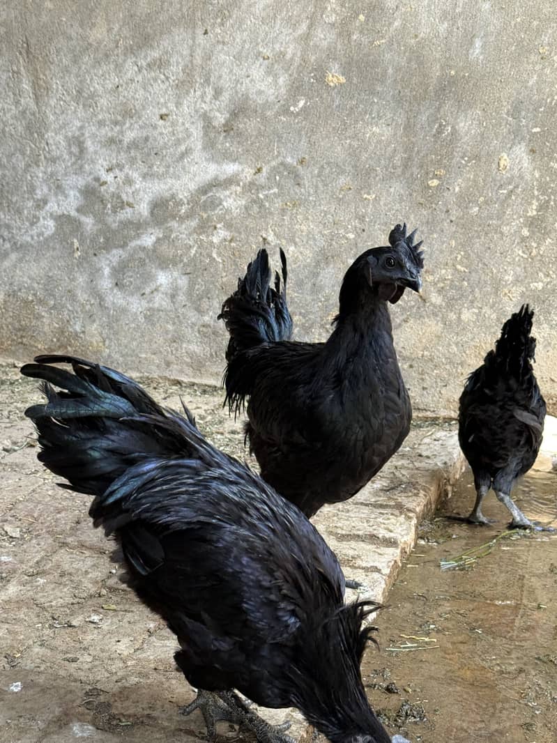 Australop pair Available 0
