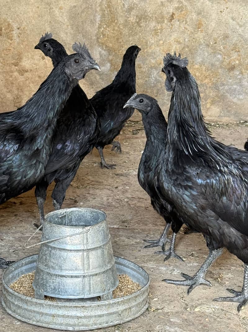 Australop pair Available 1