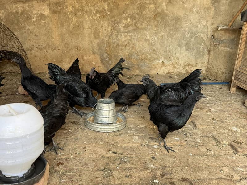Australop pair Available 2