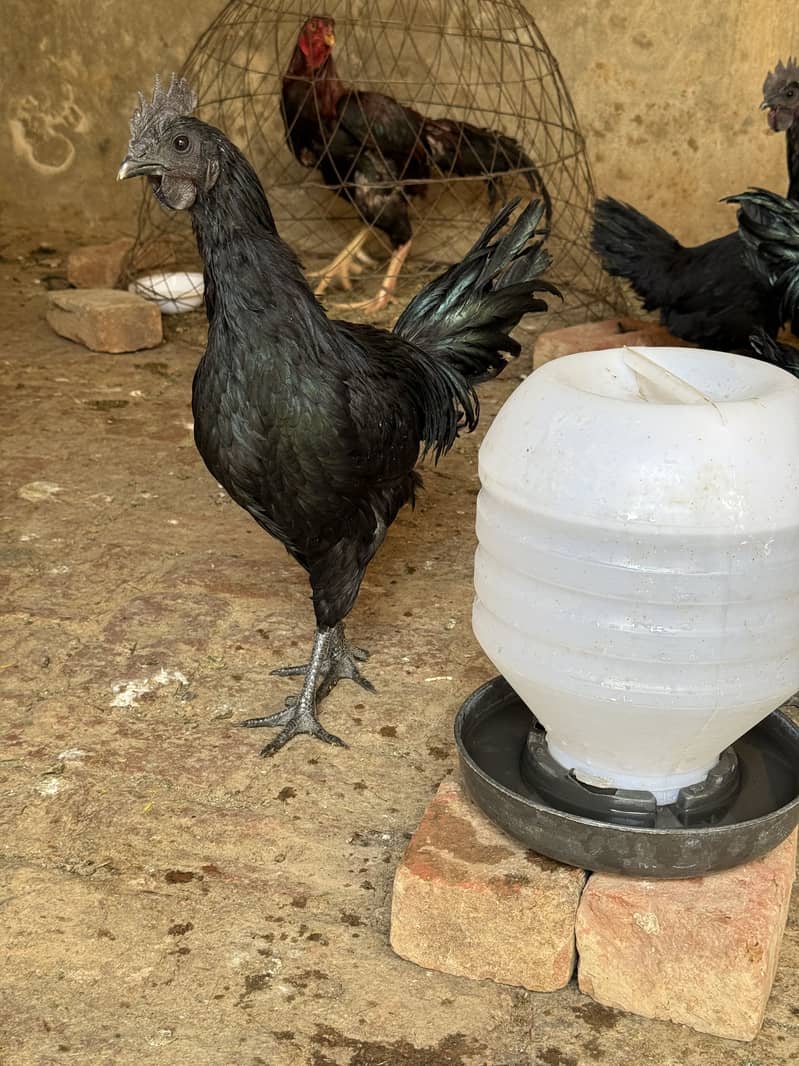 Australop pair Available 3