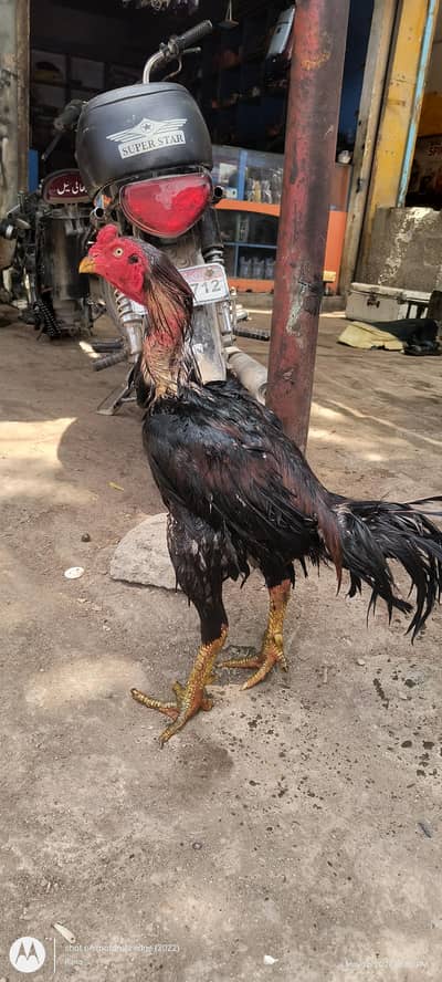 Aseel murga band gadi ka mugra for sale hy