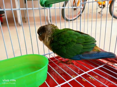 green canore parrot