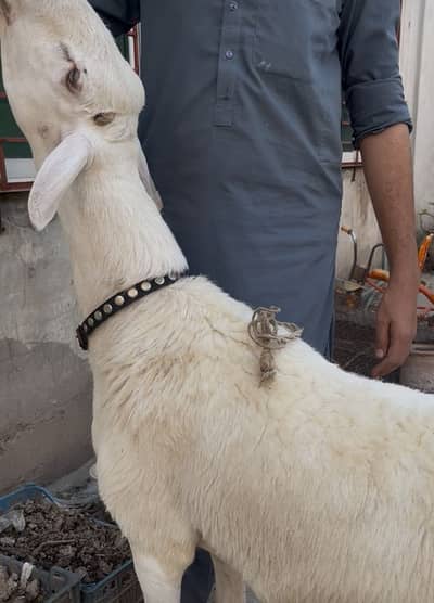 Qurbani 2026 ke Bary dumby