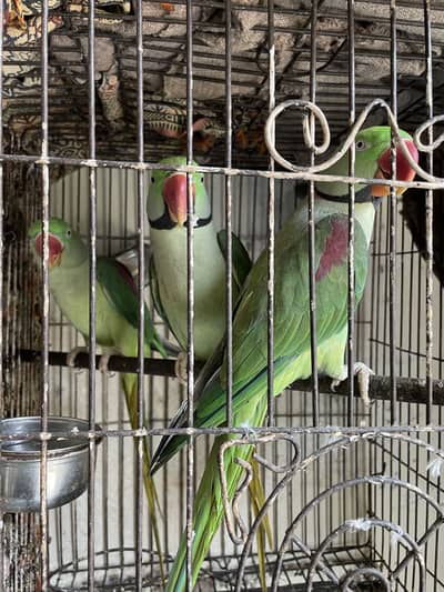 Raw parrots (ready to breed)