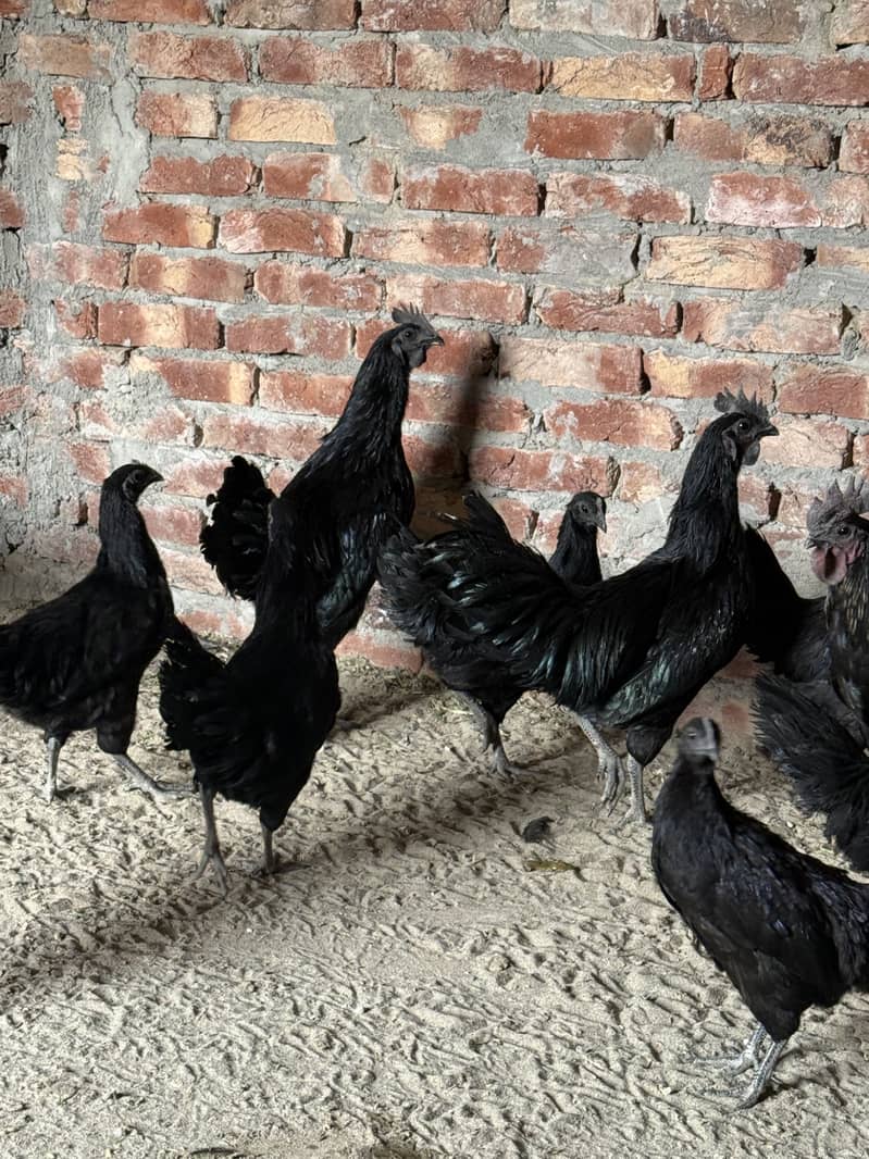 Australop pair Available 4