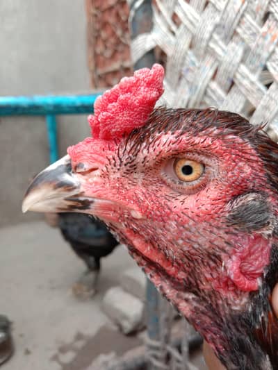 Vait Cross Murga For Sale kana hai kari baaz